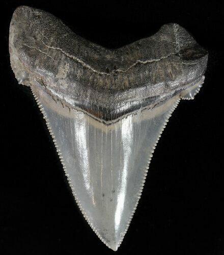 Serrated, Angustidens Tooth - Megalodon Ancestor #59219
